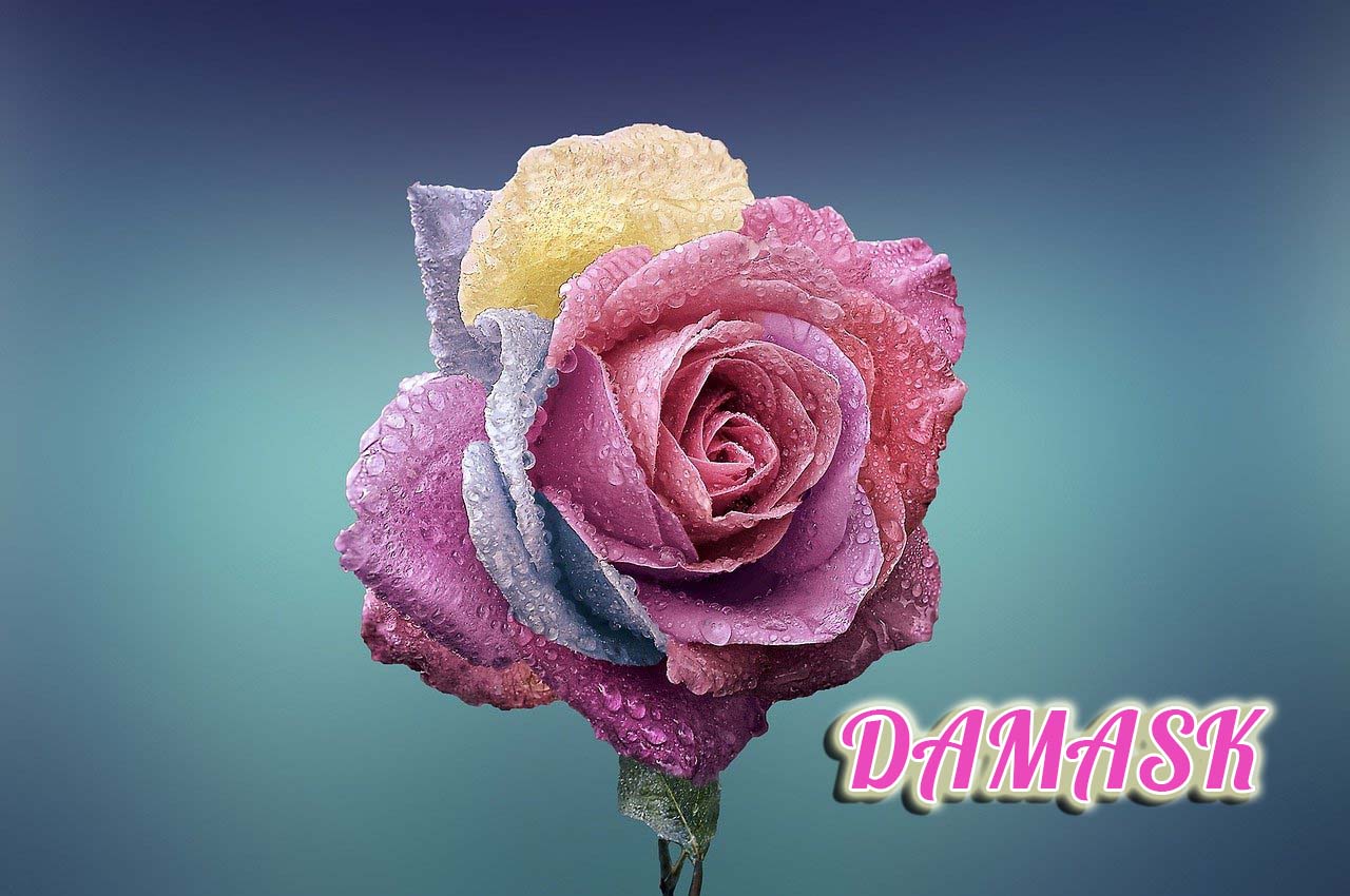 Hoa hồng Damask Có công dụng gì? 