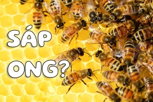 Sáp Ong là gì? Công dụng của Sáp ong